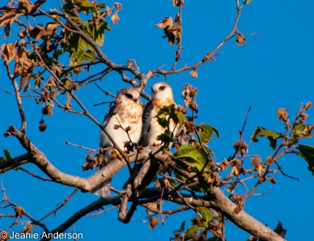 Sitting Pretty – these juveniles are siblings have been together all their life