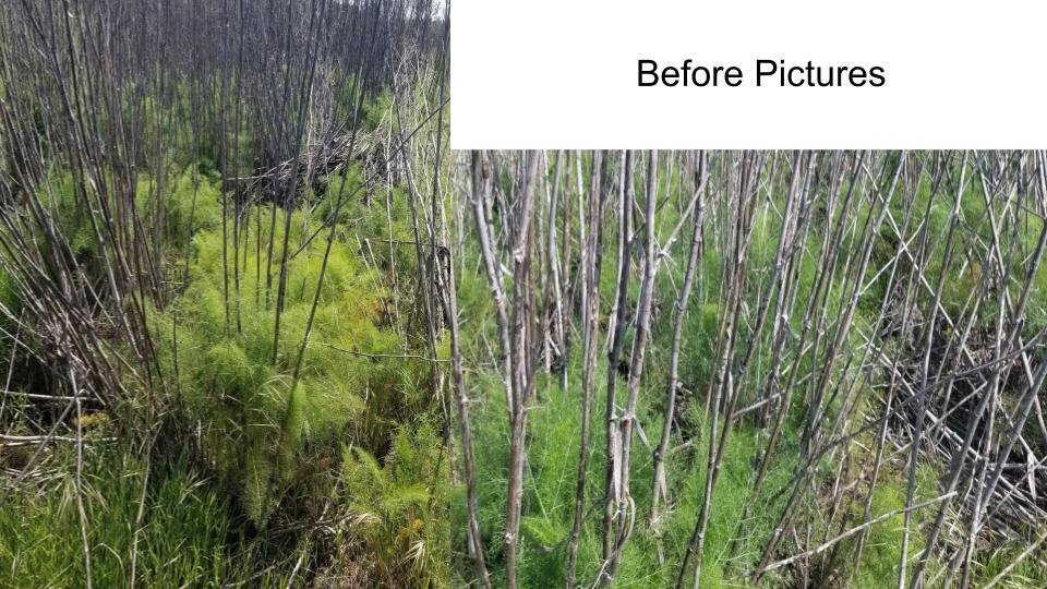 Fennel Forest Before closeup.jpeg