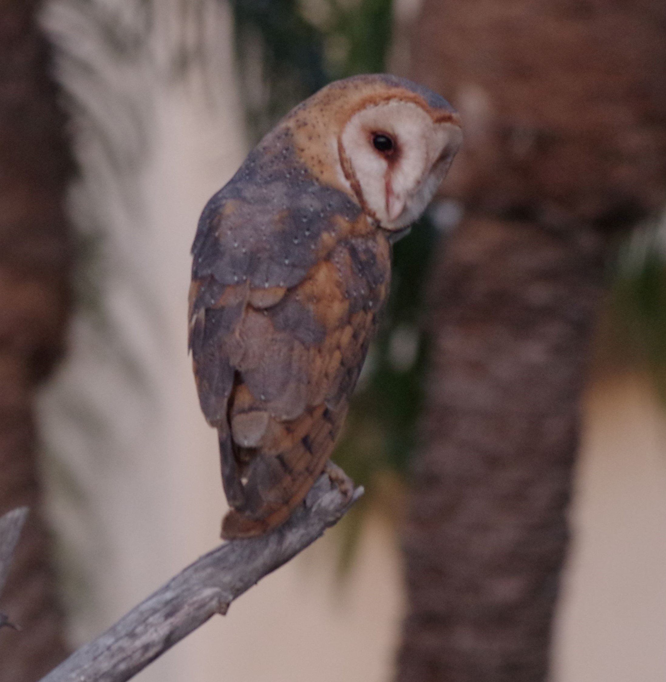 Female Barn owlet gazes back toward her home.