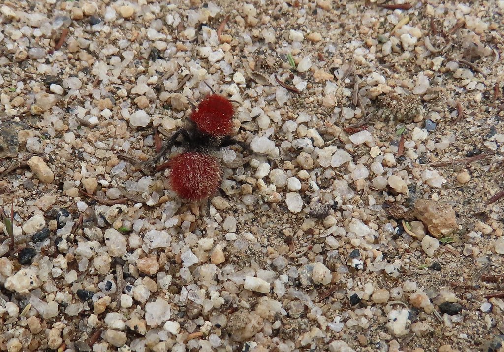 Pacific Velvet Ant up close