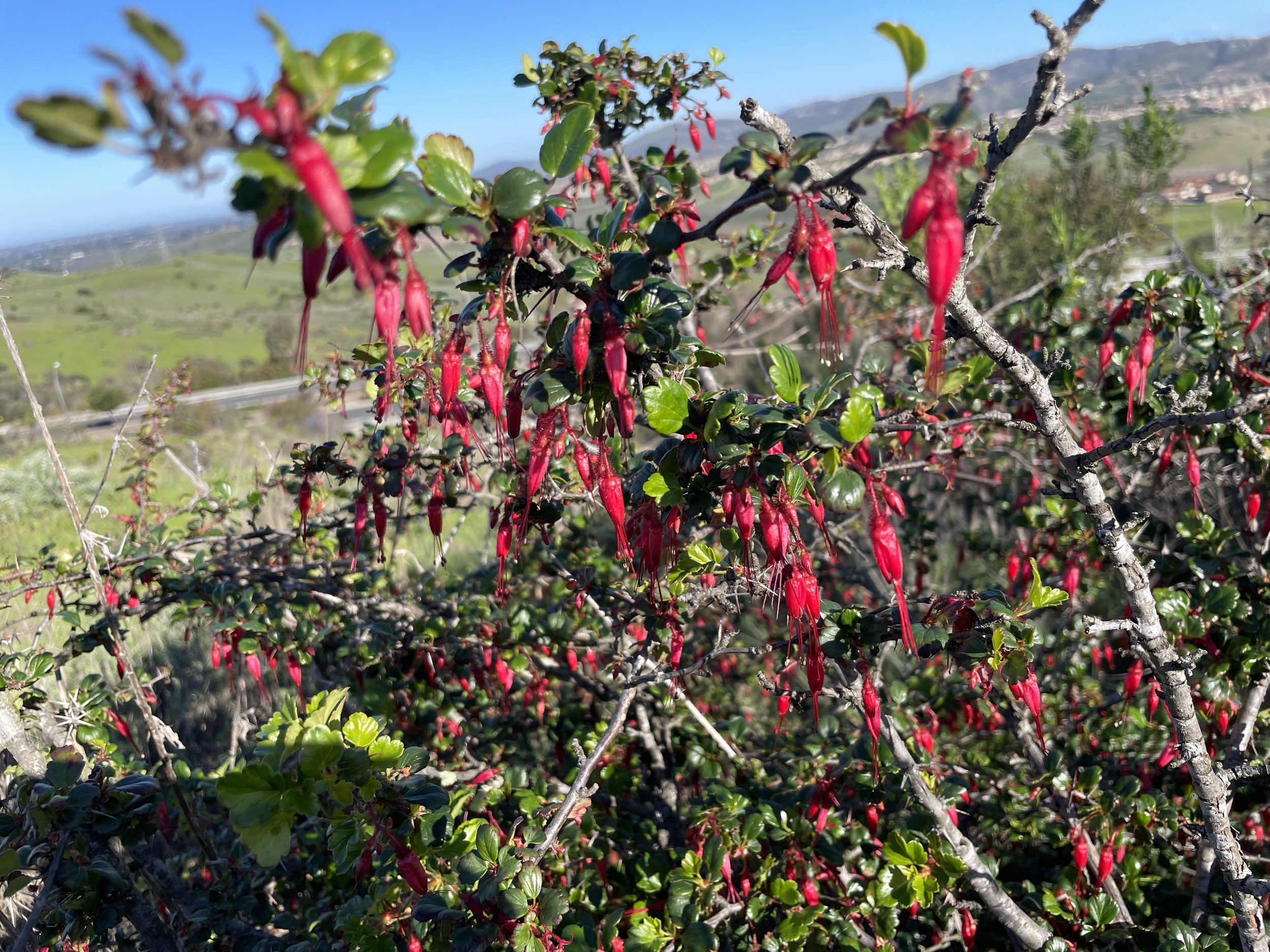 Fuschia Flowered Gooseberry