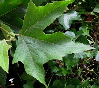 Sycamore leaf.jpg