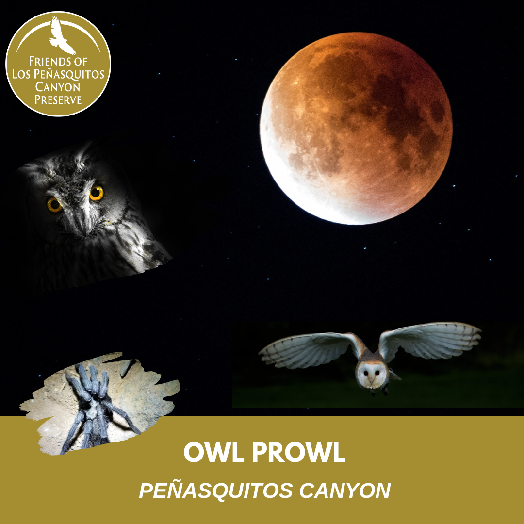 OWL PROWL