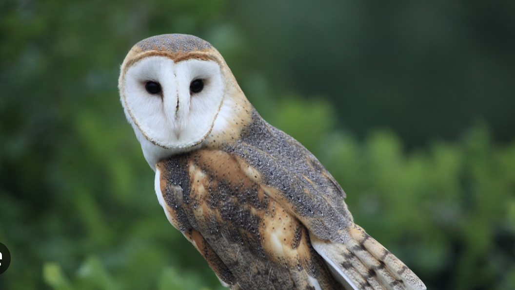 An important step towards safer rodent control