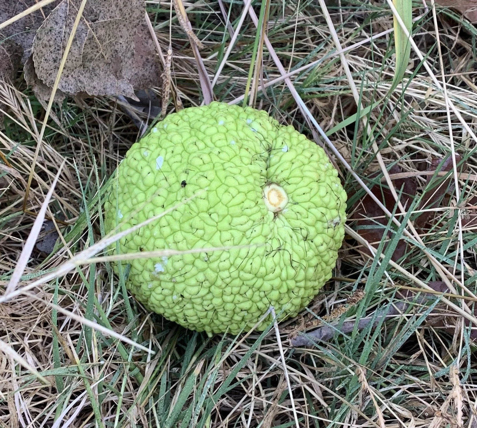 Fruit of the Osage Orange