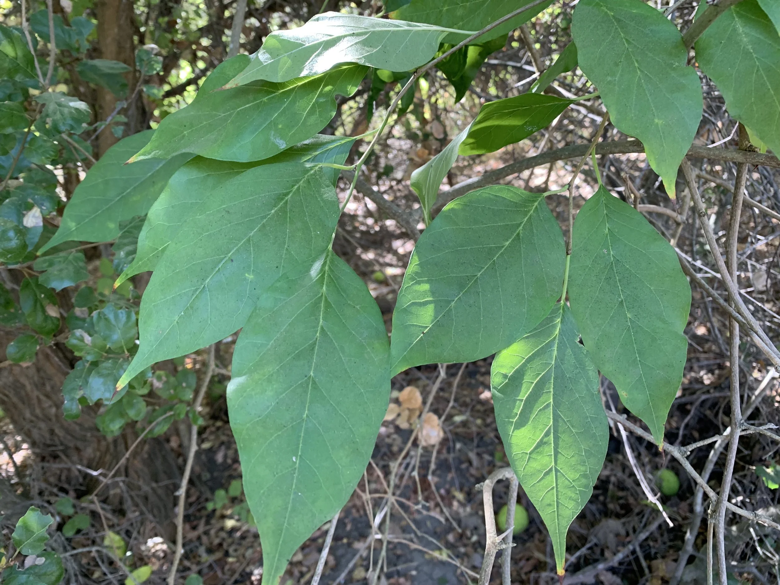 Leaves of the Osage Orange
