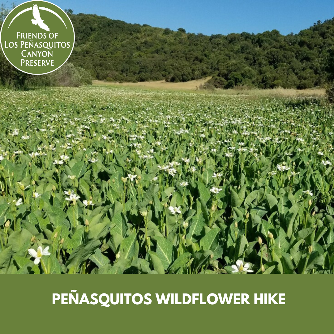 Peñasquitos Preserve Wildflower Hike with Mary Lueking