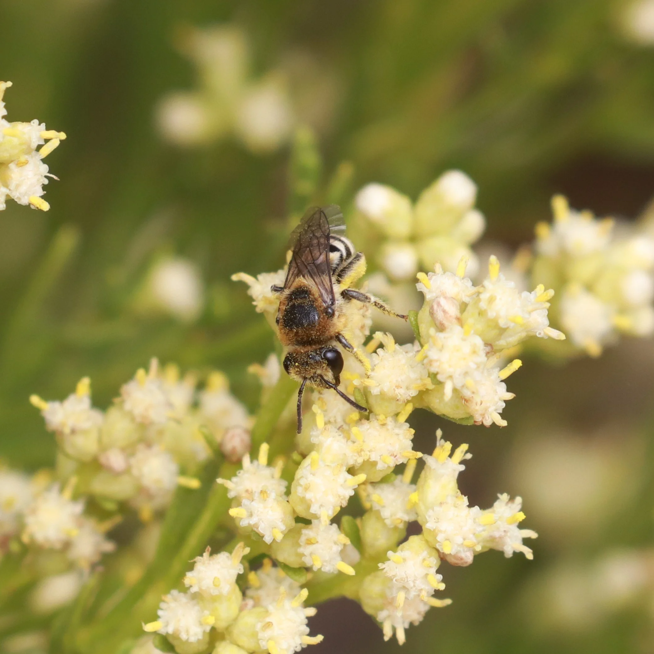 Cindy Pencek cellophane bee 2.JPG