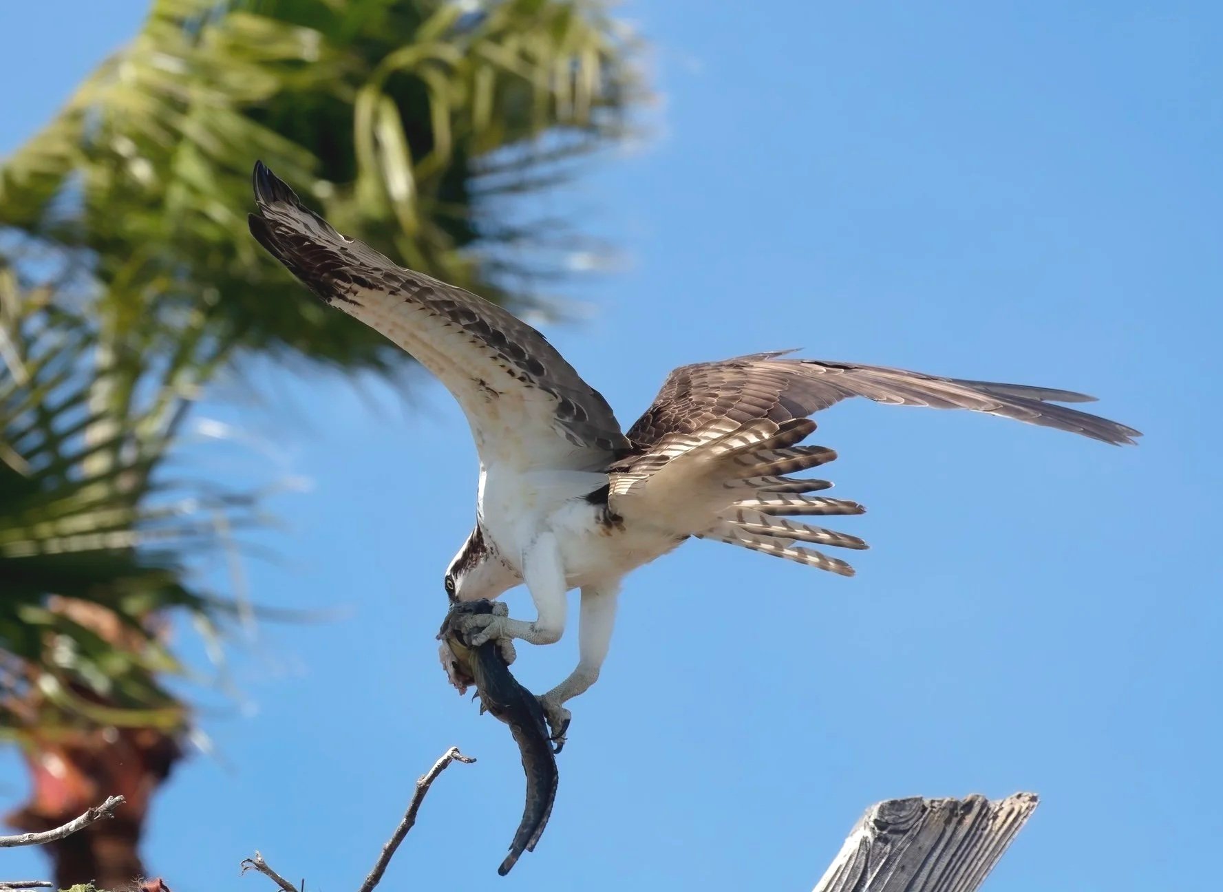 Osprey+delivering+prey.jpg