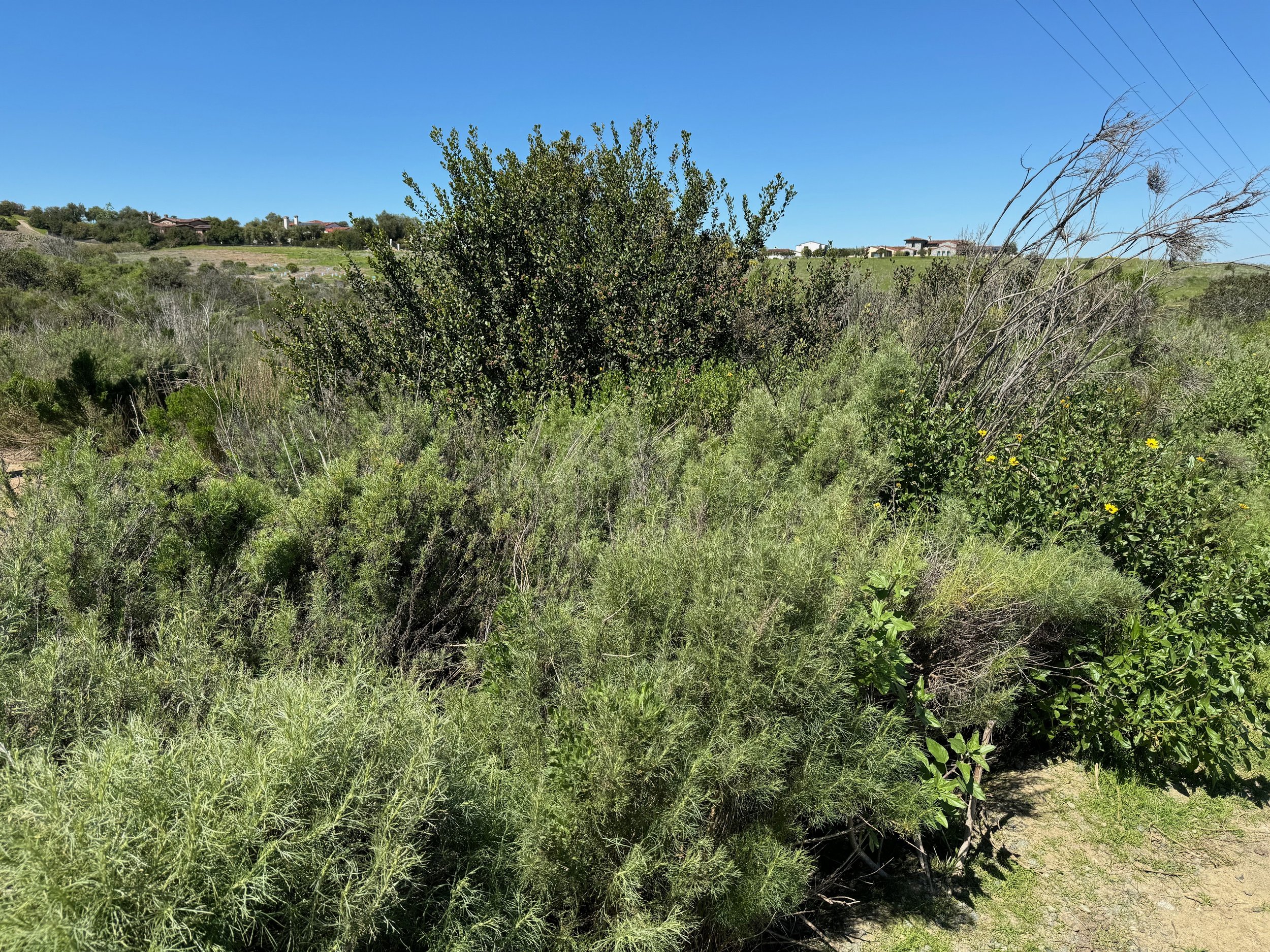 Black Mountain Open Space Restoration Project on the Santa Luz Grasslands