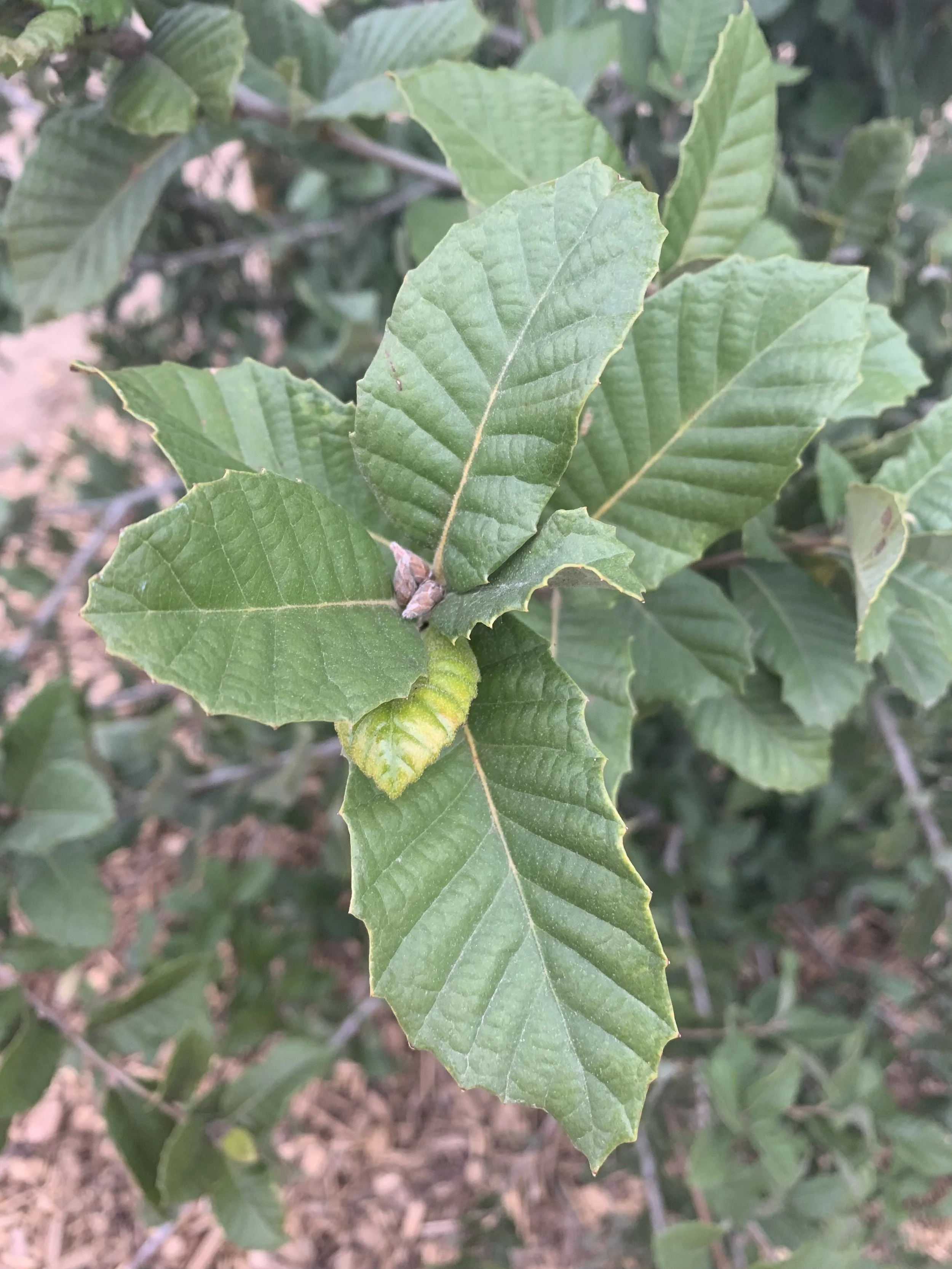 Island Oak leaves.jpg