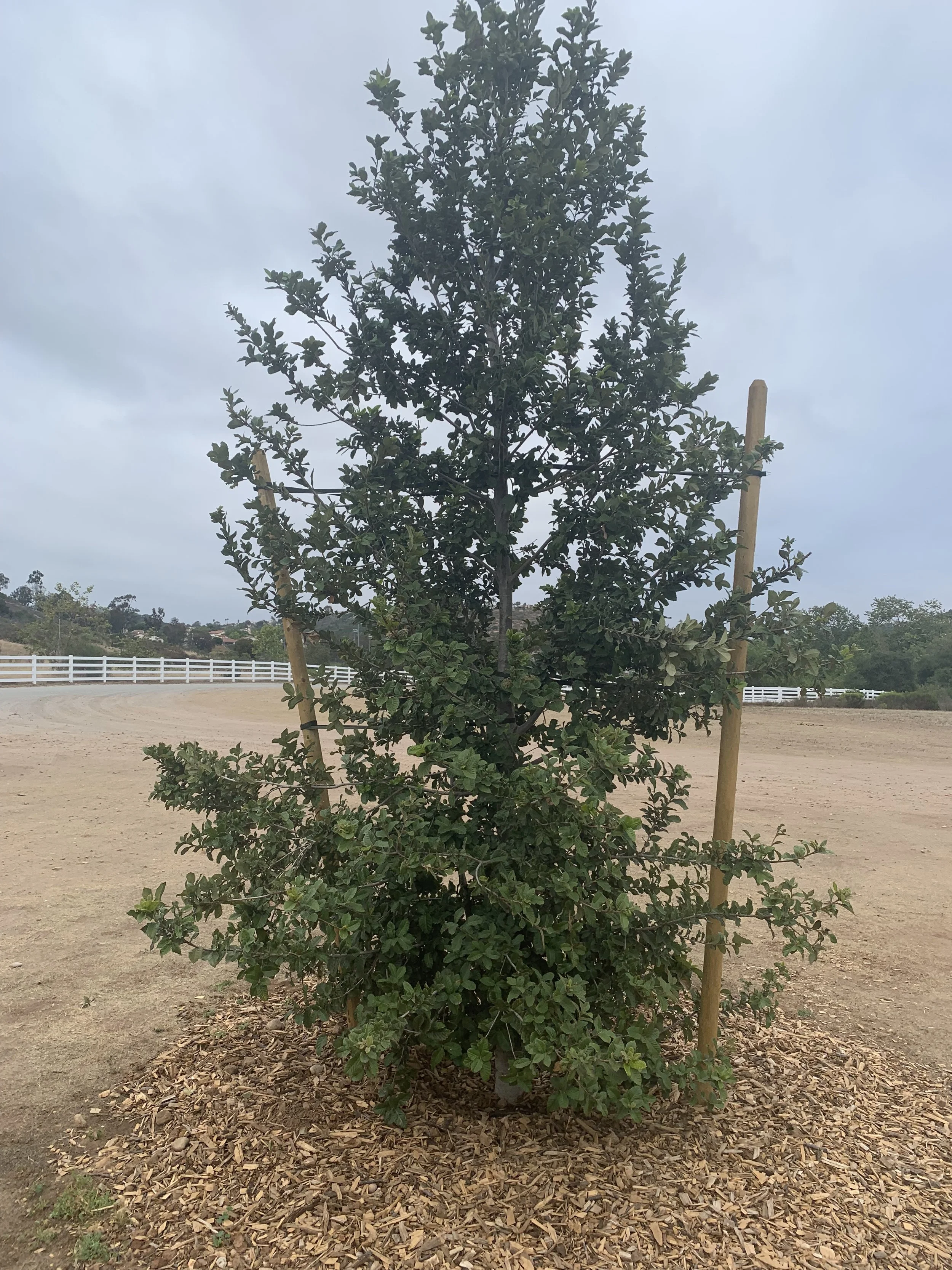 Island Oak tree.jpg