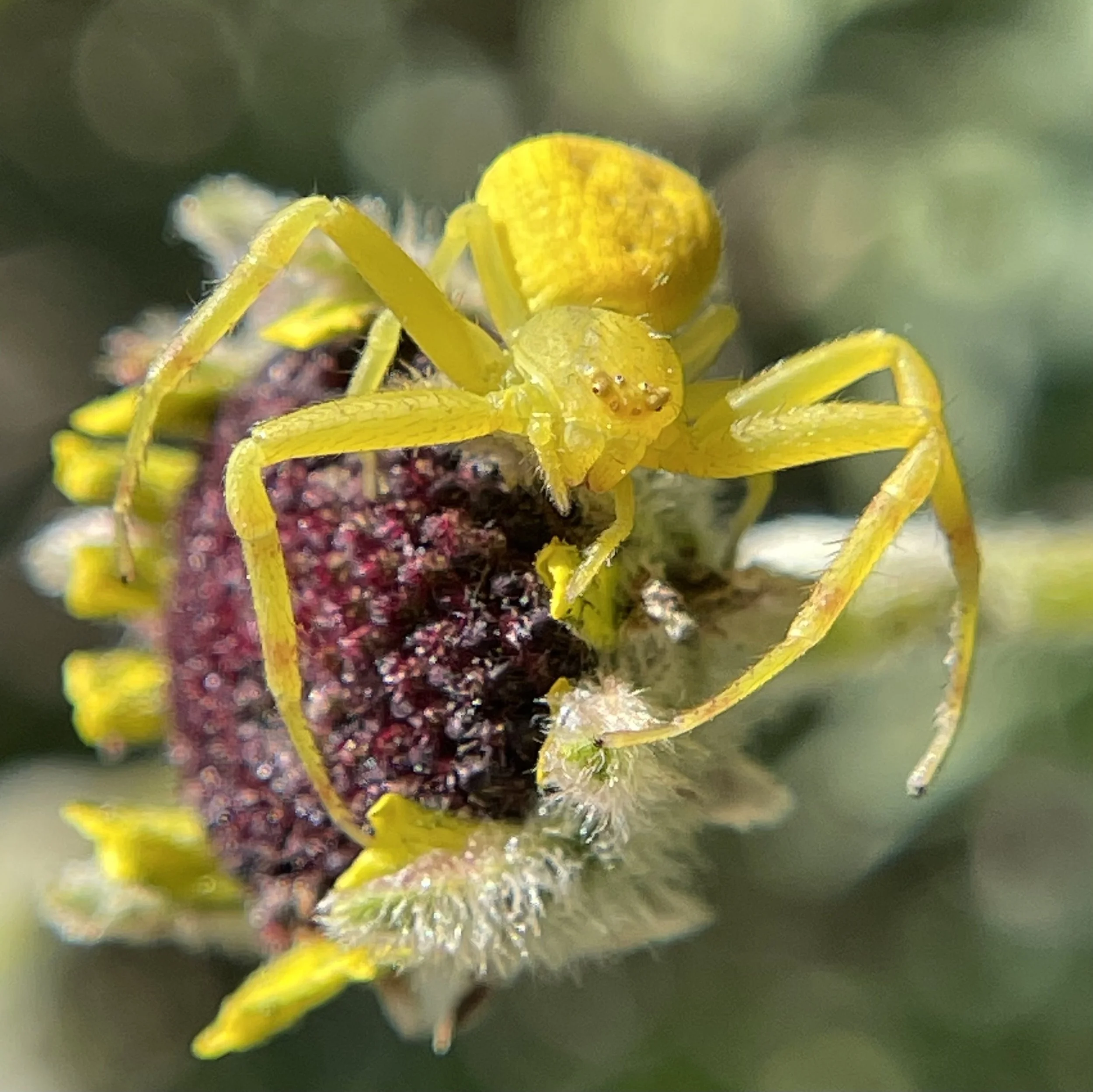 Spiders - Trail Guide Reference Sheet