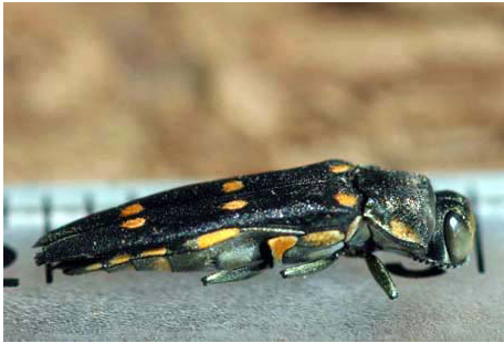Stop the Spread of GSOB: Don’t Move Oak Logs