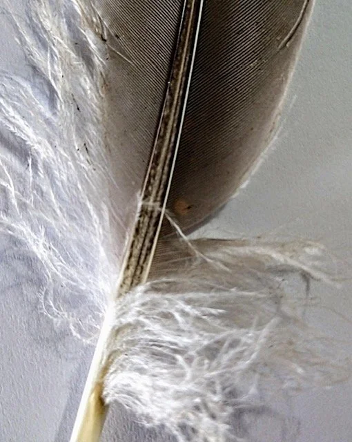 Feathers — Friends of Los Peñasquitos Canyon Preserve