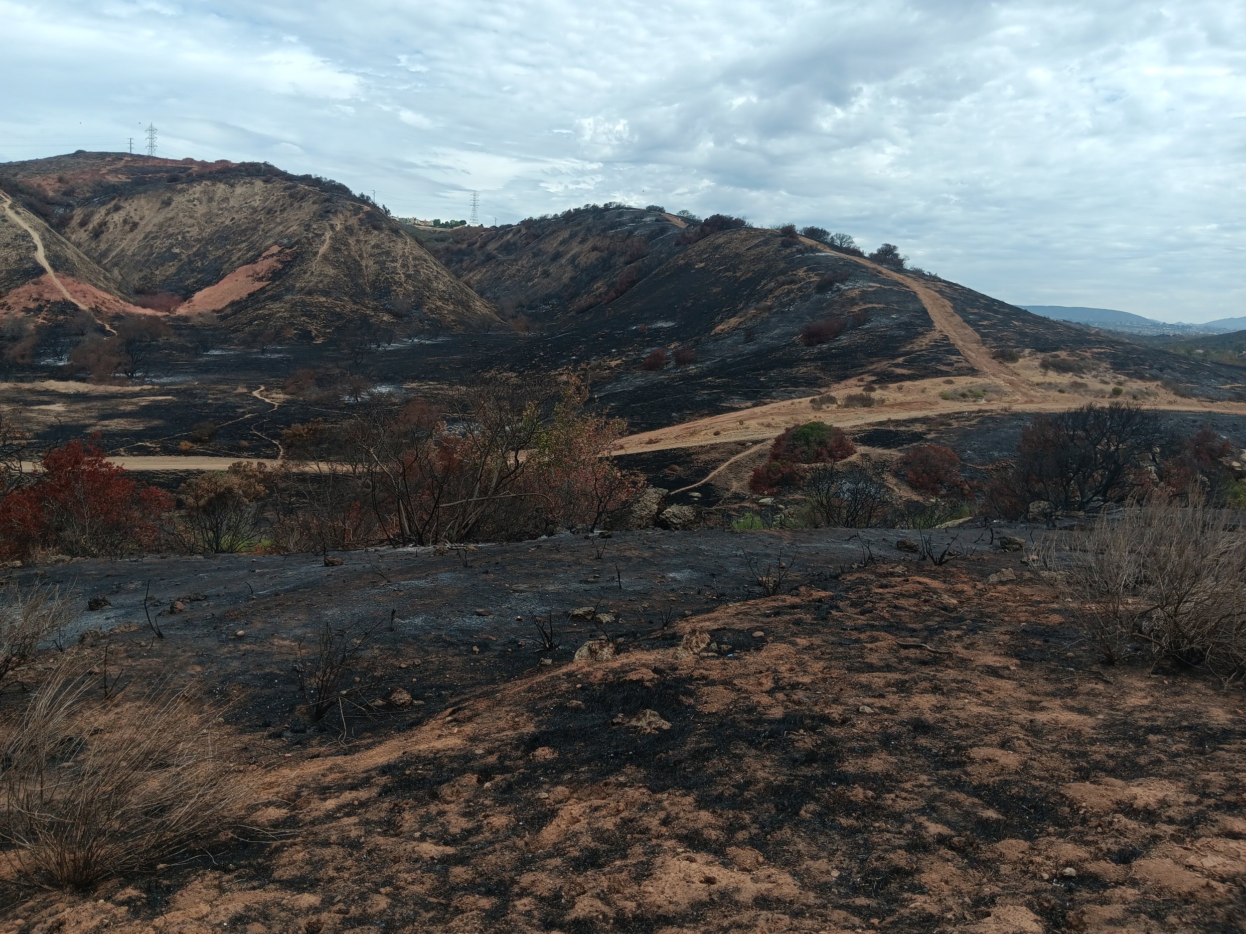 Burnt vegetation from the Sorrento Fire in Penasquitos Canyon 2026