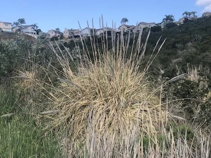 Wildlife Corridor Restoration - Darkwood Canyon Grant Project — Friends ...