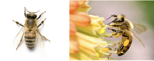 Native Bees vs Honey Bees: There are Big Differences — Friends of Los ...
