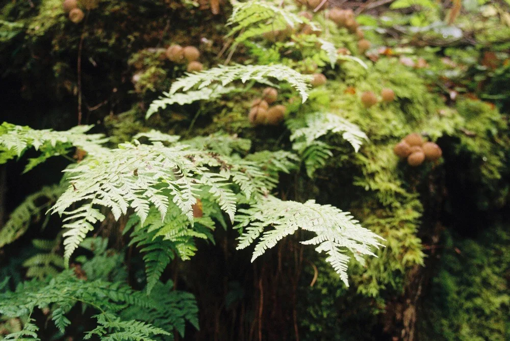 Wild ferns, detail