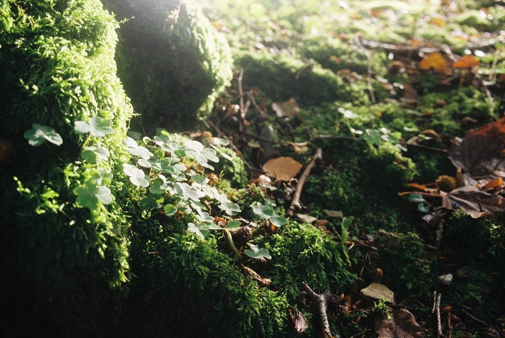 Shamrock and moss on tree trunks