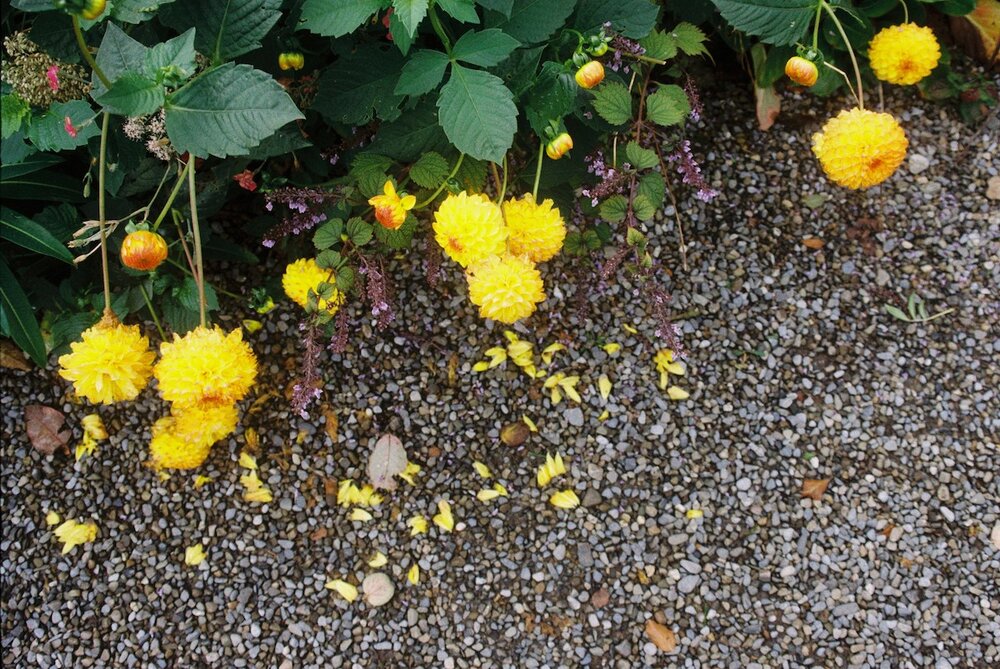 Bright flowers against the gravel, detail
