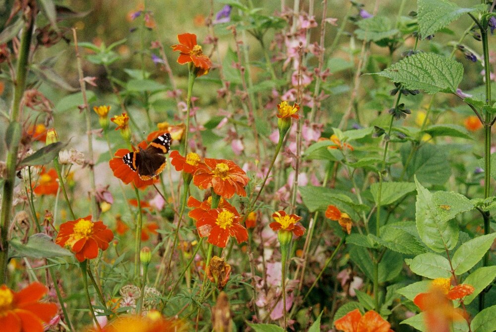 Butterflies camouflaged with bright flowers