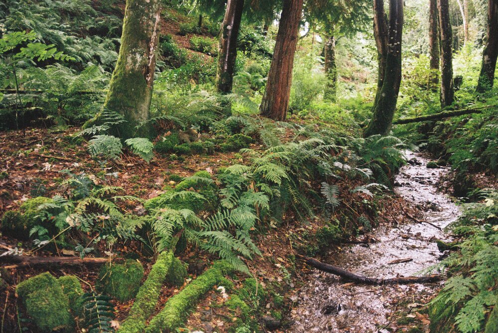 Creek, wild ferns and trees in The Valley