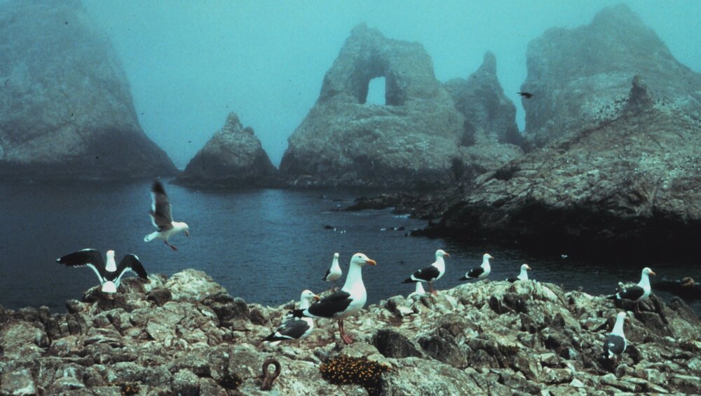 In the Gulf of the Farallones National Marine Sanctuary (1989), Point Reyes, California 