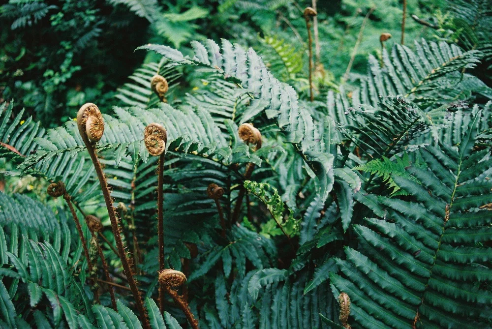Young ferns curled up