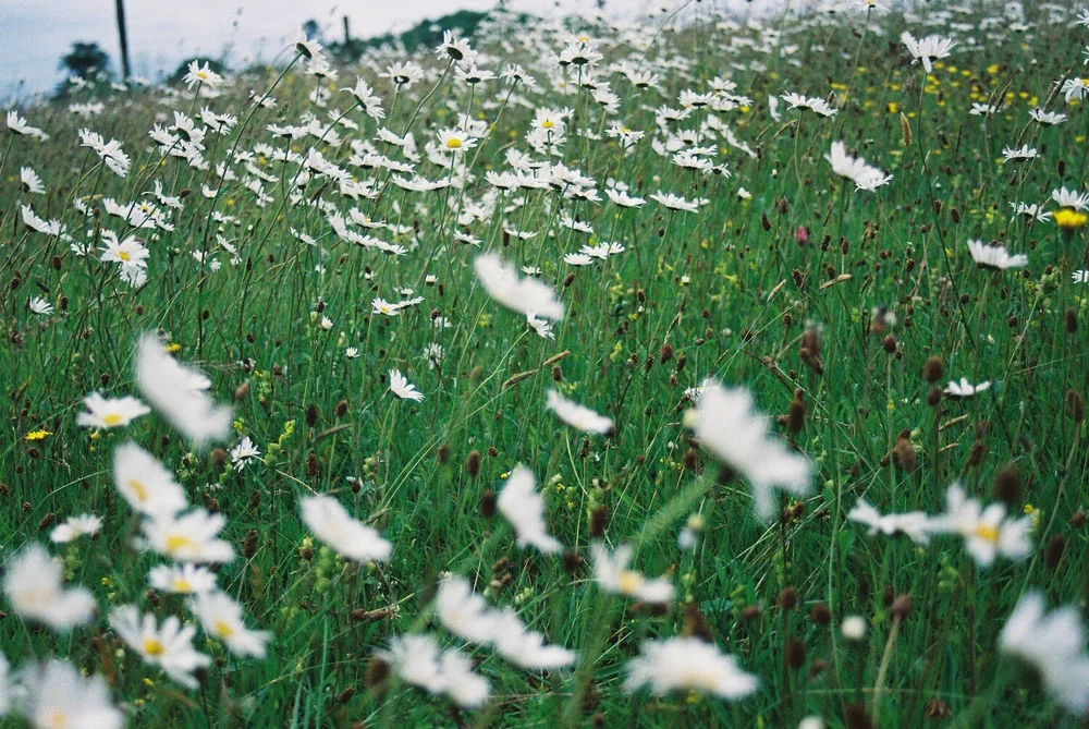 Daisies in the Meadow