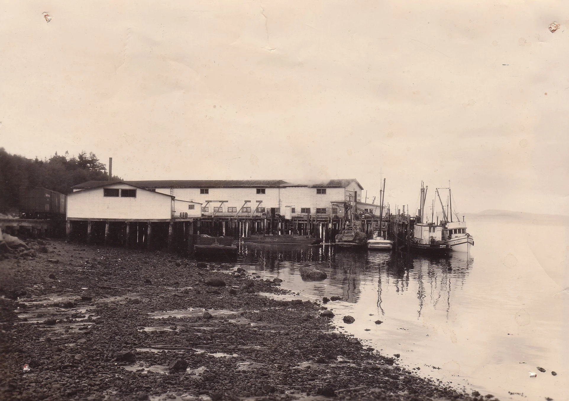   Salina Cannery established in 1916 by donor's father-in-law, Ray Robinson. (Cannery was later Sebastian-Stuart). Located on Guemes Channel, between avenues C and D.  —  Anacortes Museum Historical Archive  