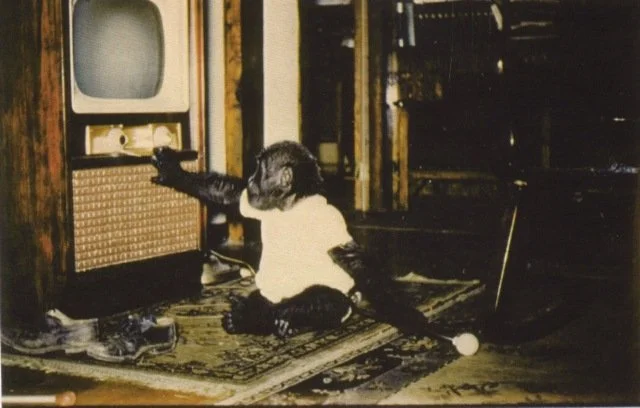  Bobo, a gorilla living as a family member with the Ray Lowman family.  —  Anacortes Museum Historical Archive  