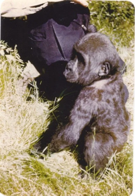  Bobo, a gorilla living as a family member of the Lowman family with Ray Lowman at home  —  Anacortes Museum Historical Archive  