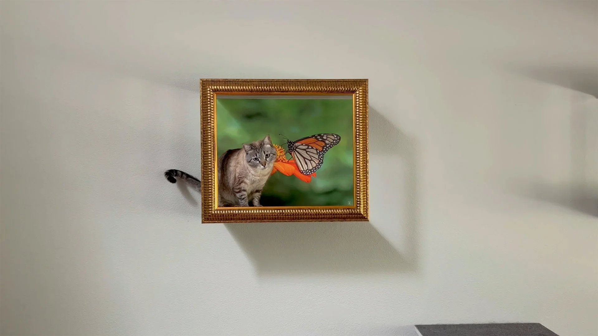 Frame Your Feline