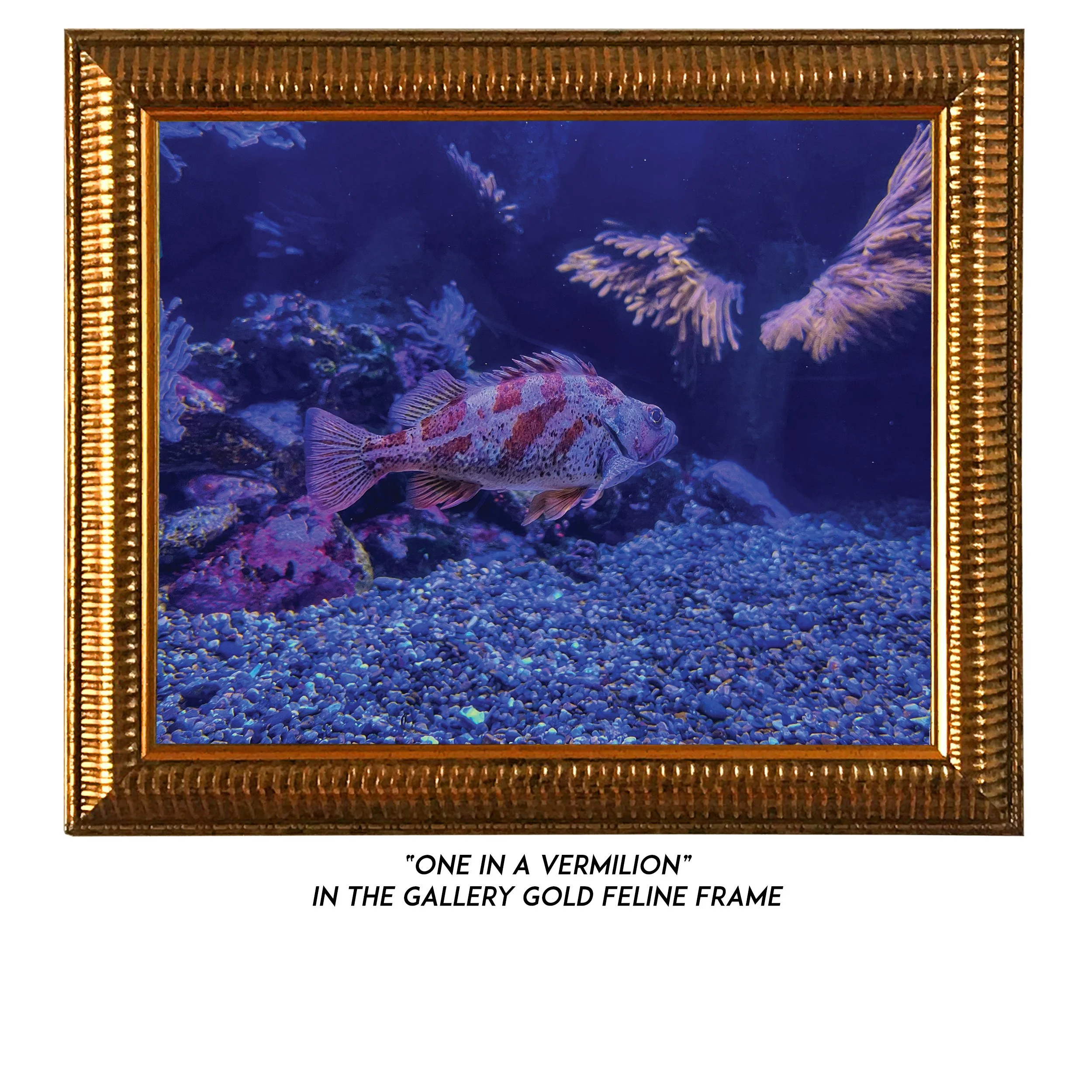 Aquatic Life — Frame Your Feline