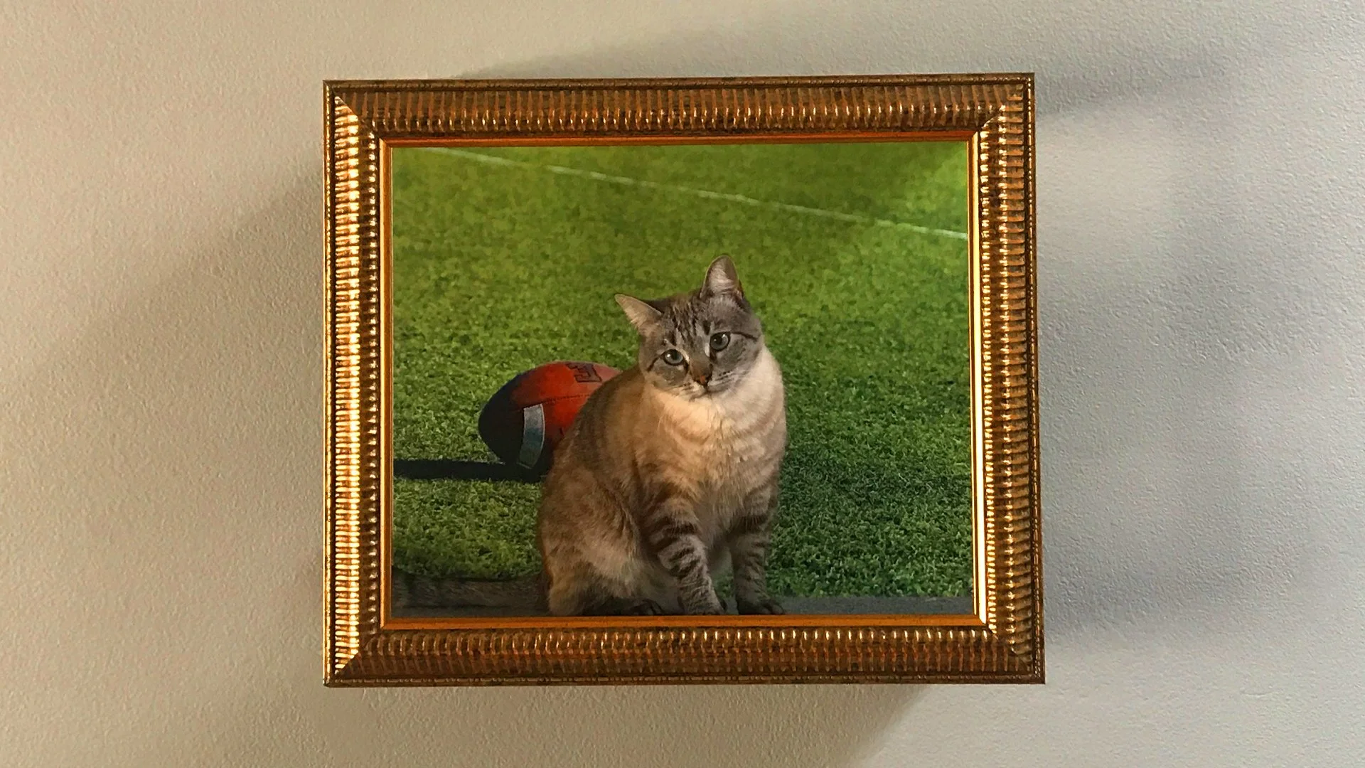 Go Shopping — Frame Your Feline