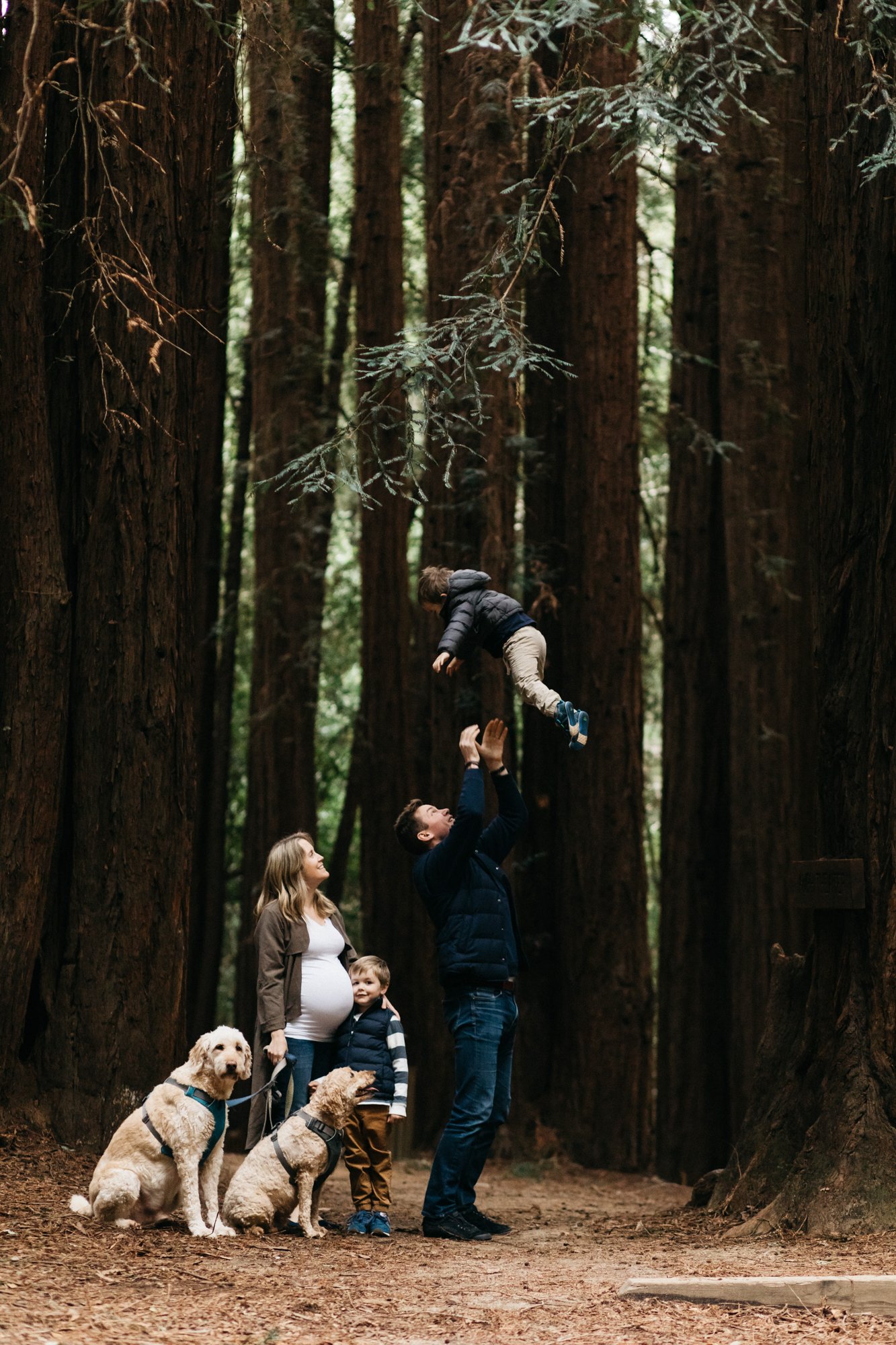 marin county maternity shoot with siblings in the redwoods and in home session with three boys cristin more photography san francisco photographer 2024_19.jpg