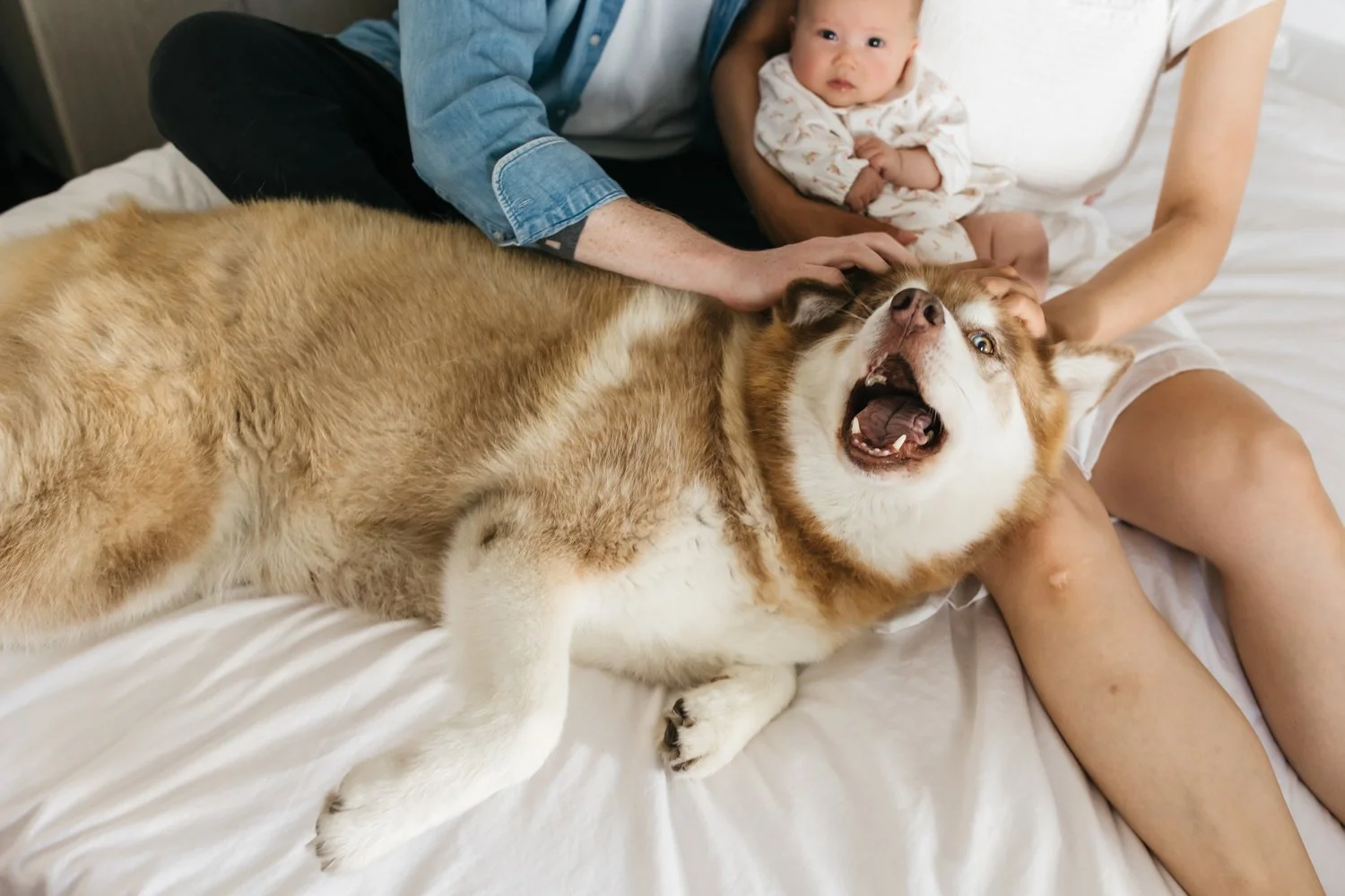 noe valley baby photos in san francisco with dog-20.jpg