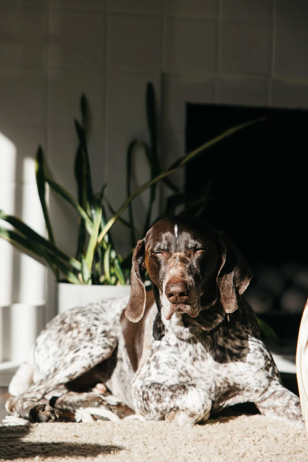 Oakland family photos in home family photographer-35.jpg