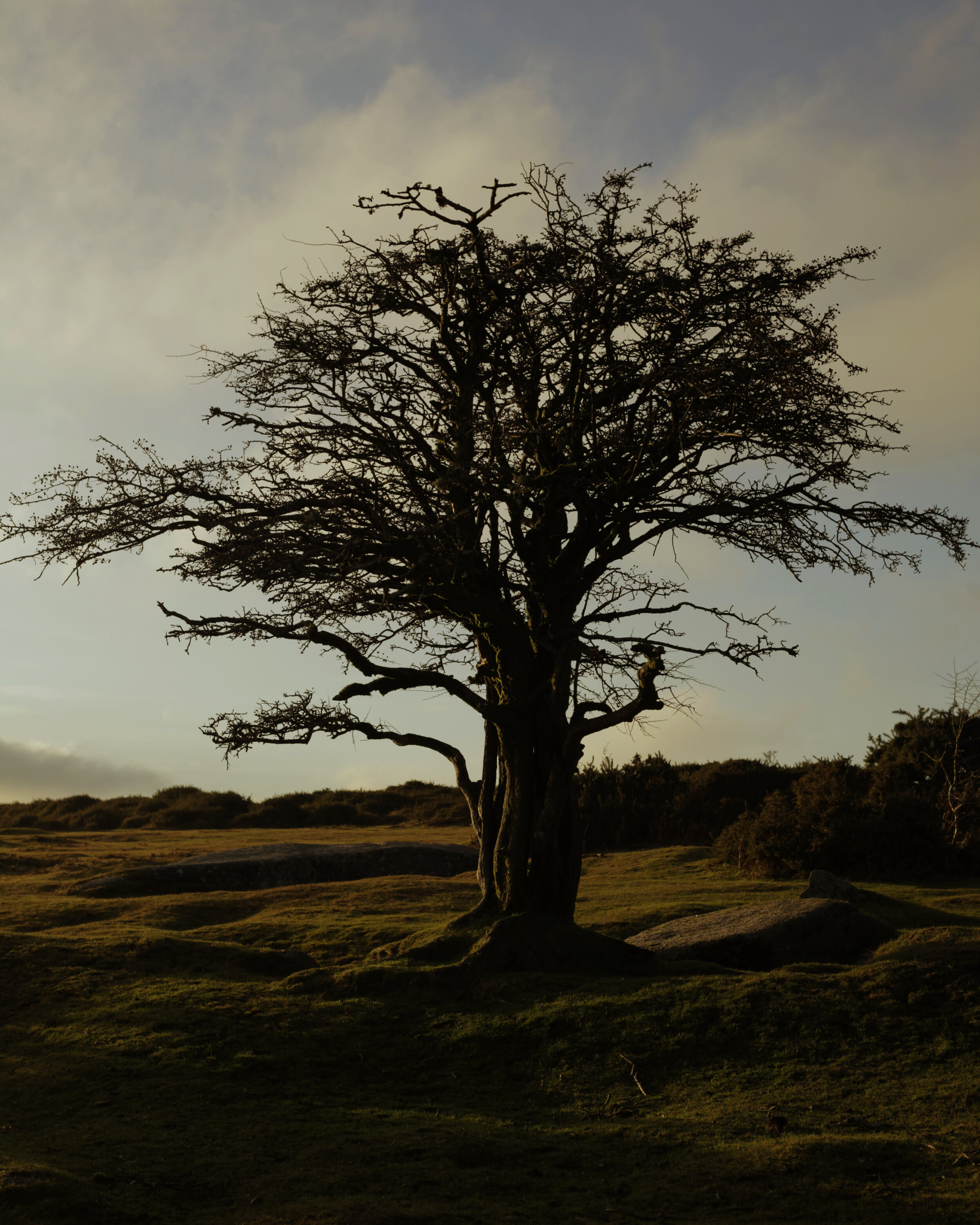   Dartmoor  