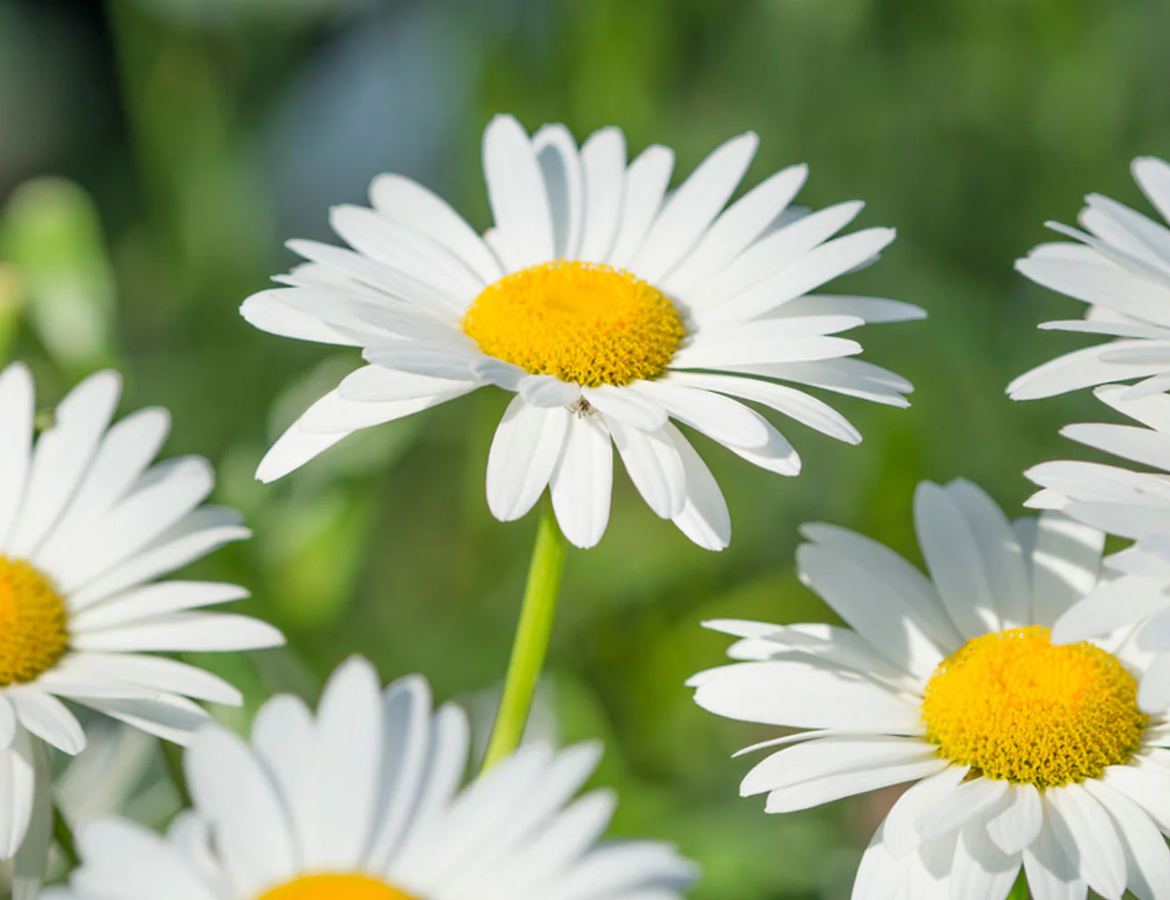 Daisy Scouts of Wayne, NJ