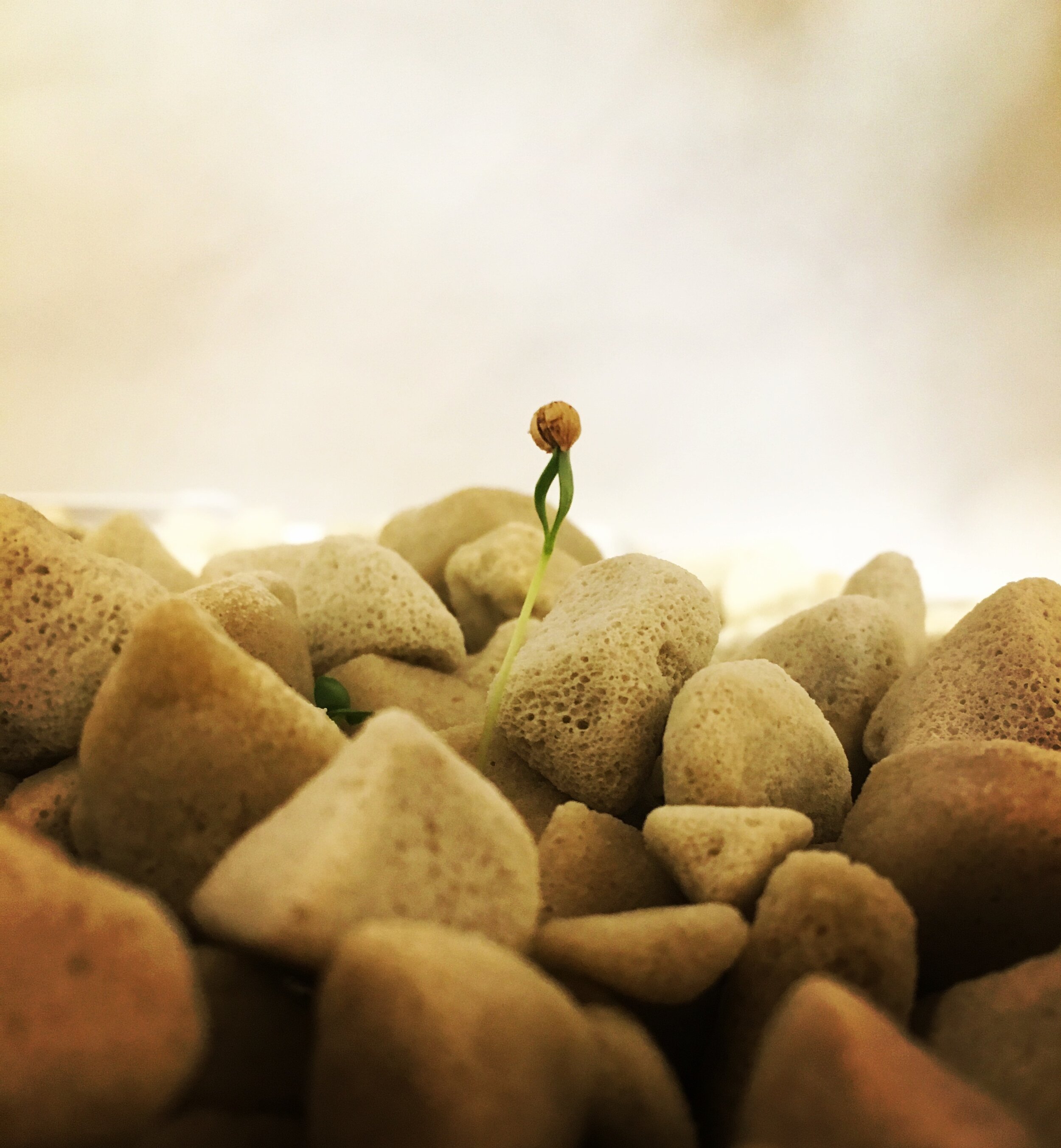 Coriander sprout