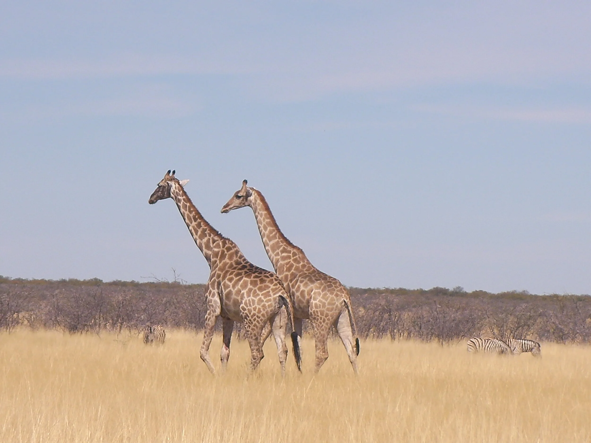 Giraffes in Namibia