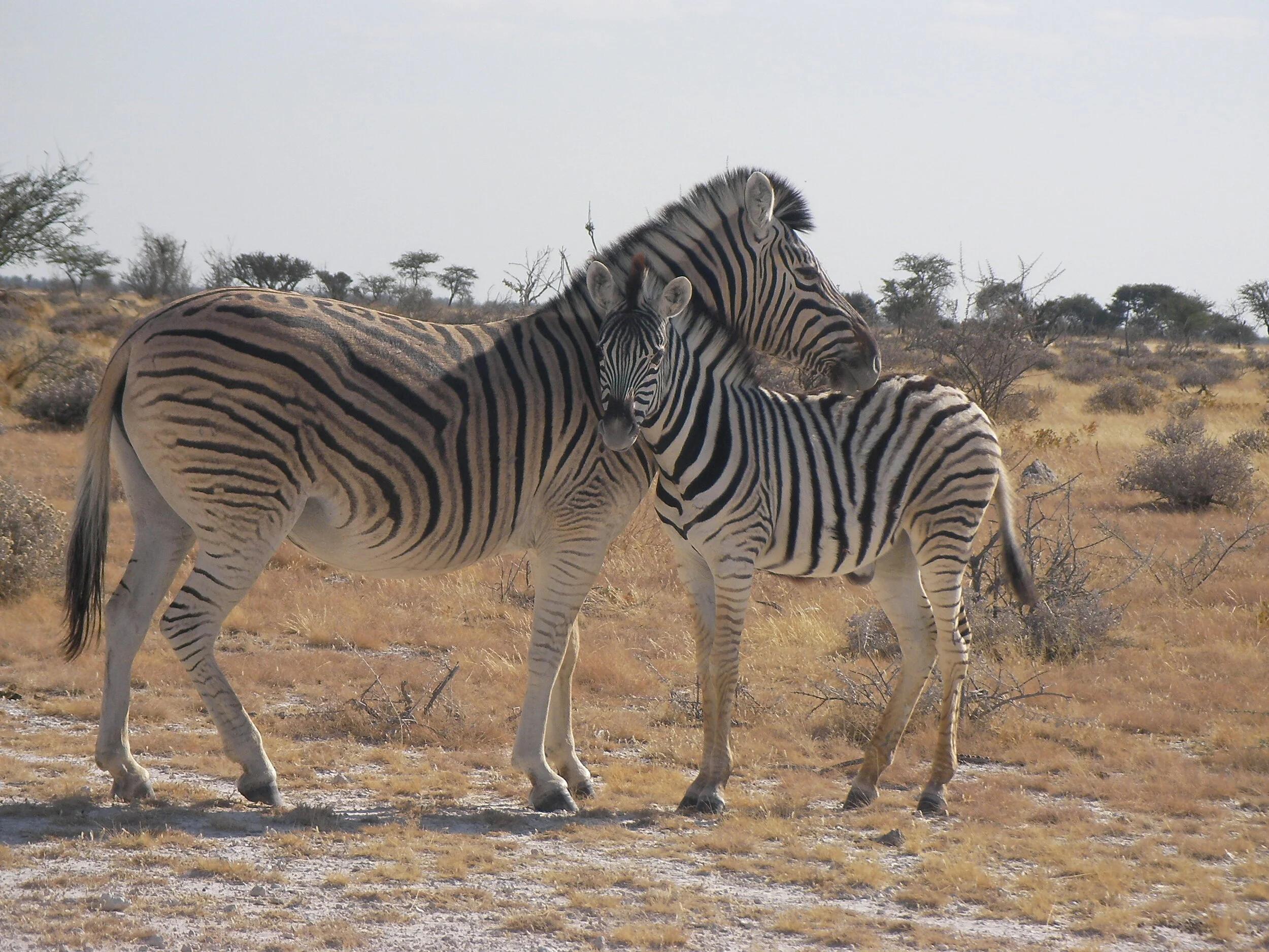 Zebras in Namibia