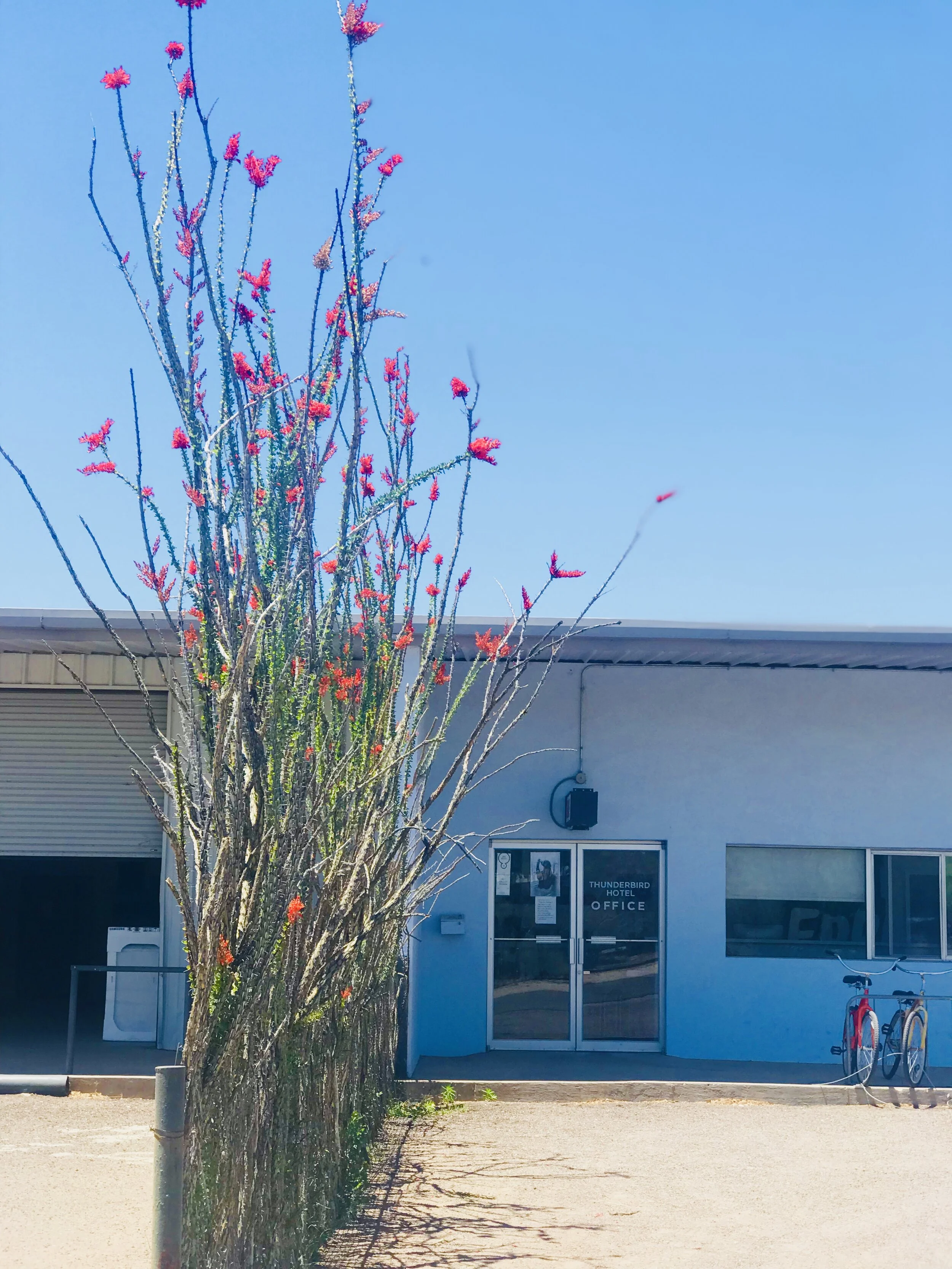 Ocotillo in Marfa
