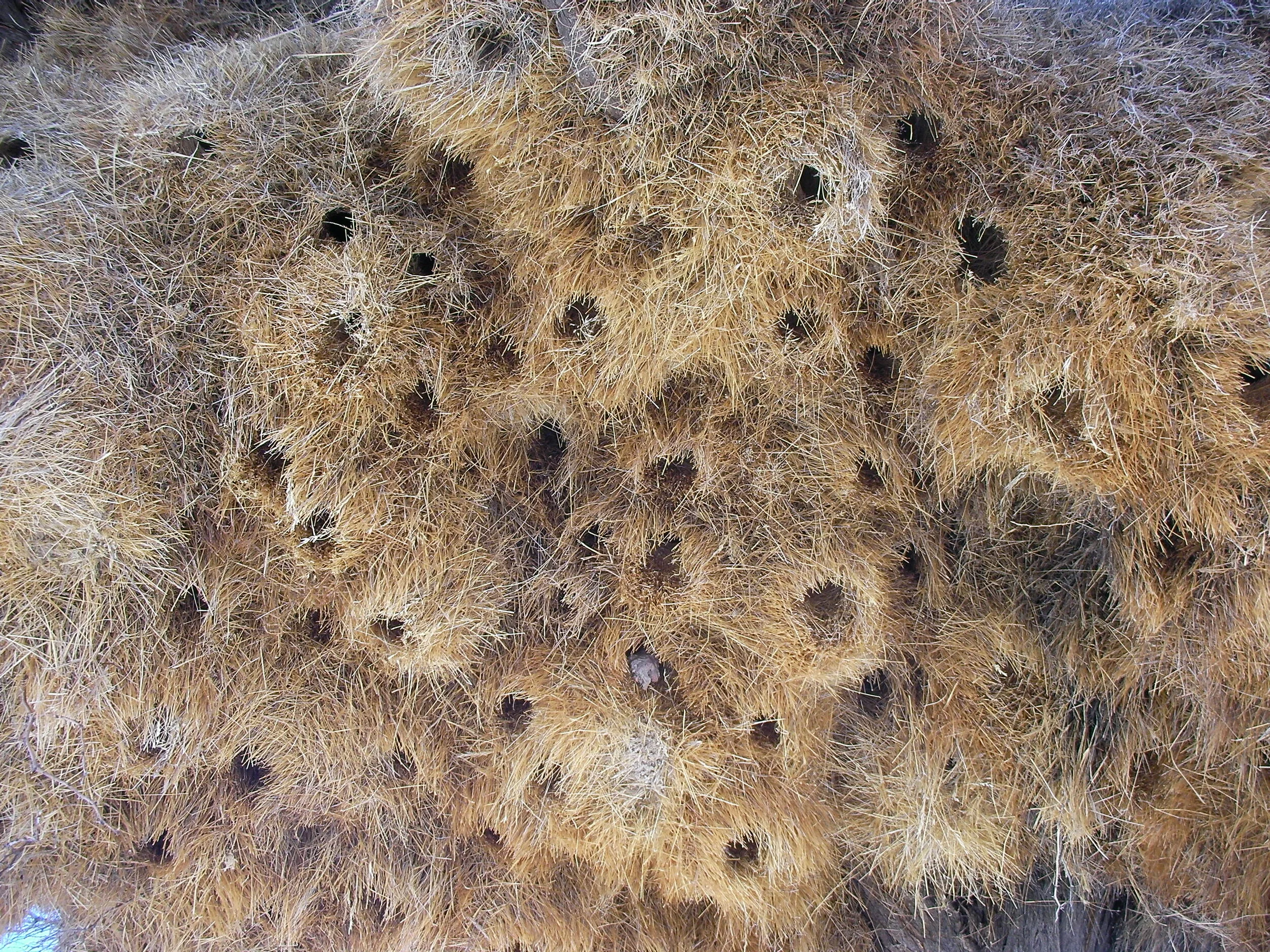 Bird Nest Close-up.JPG