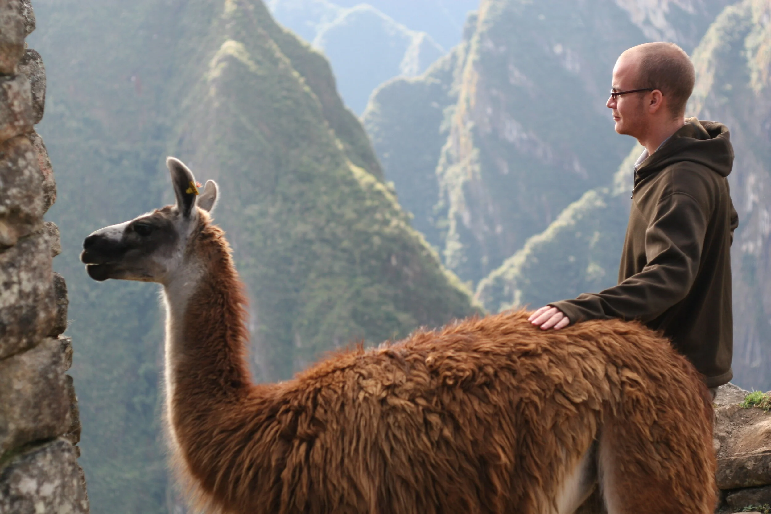 Llama llama