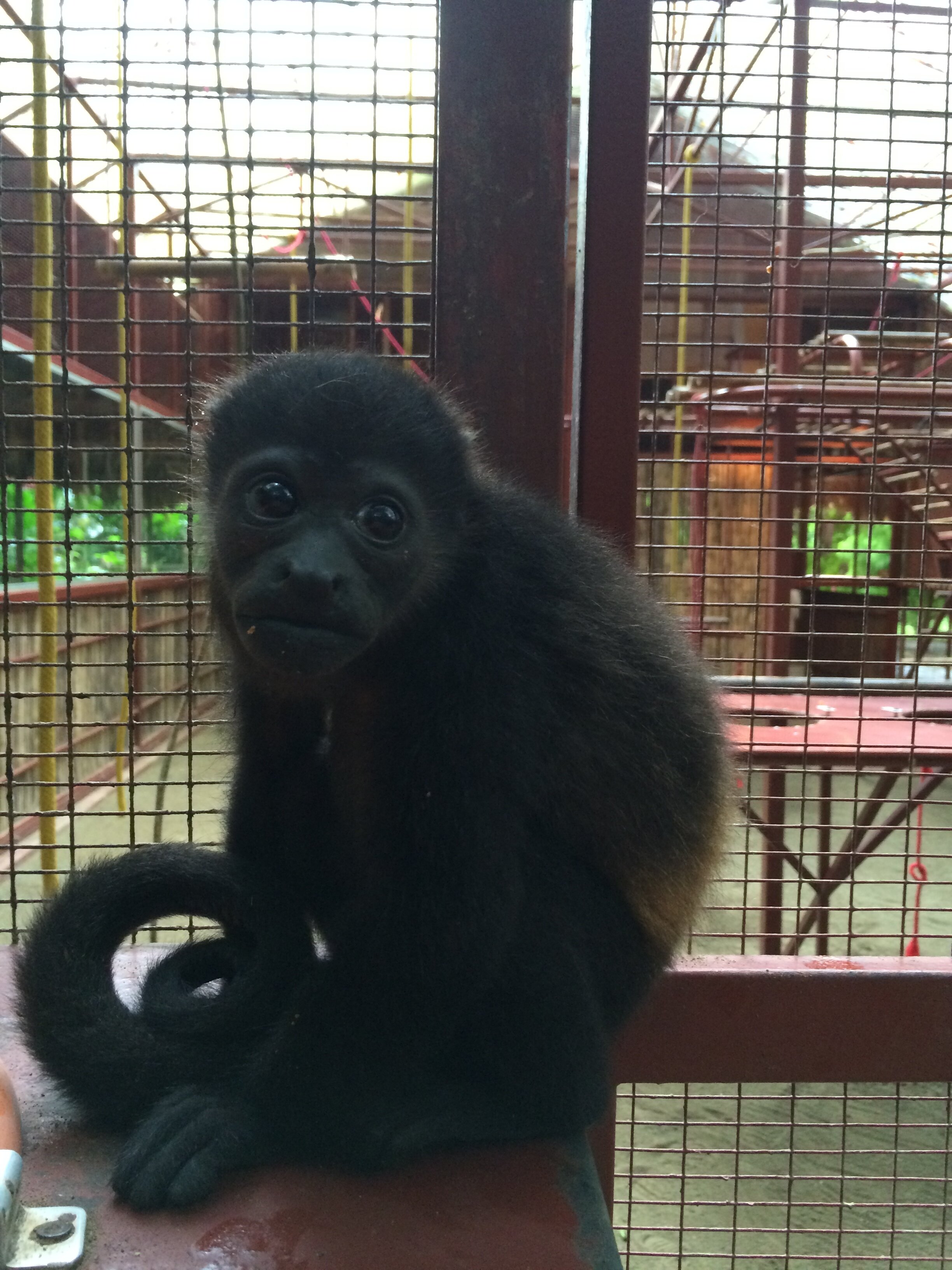 Monkey!