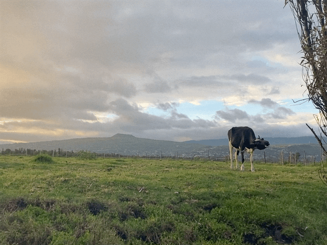 IMG_4576.gif