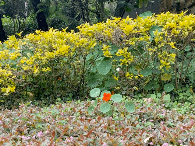IMG_4269.gif